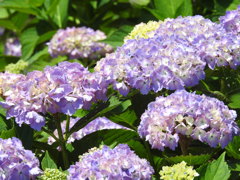 紫陽花ｰ3