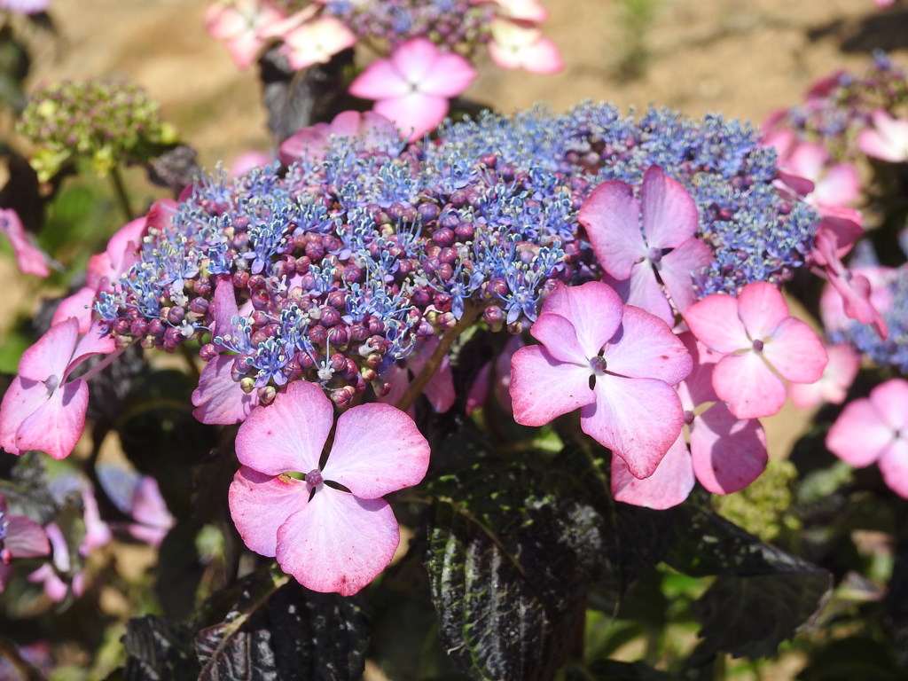 紫陽花ｰ9