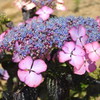 紫陽花ｰ9