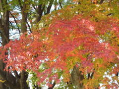 大山参道の紅葉-7