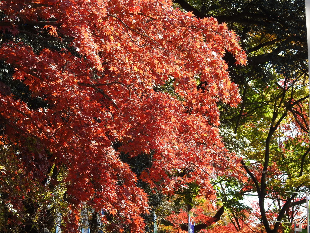 紅葉-7(唐沢山)