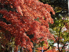 紅葉-7(唐沢山)