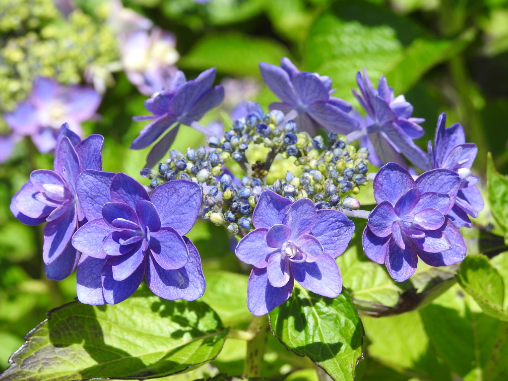 紫陽花ｰ10