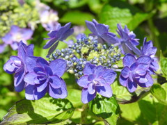 紫陽花ｰ10