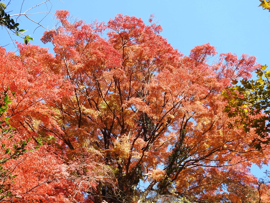 紅葉-4(唐沢山)