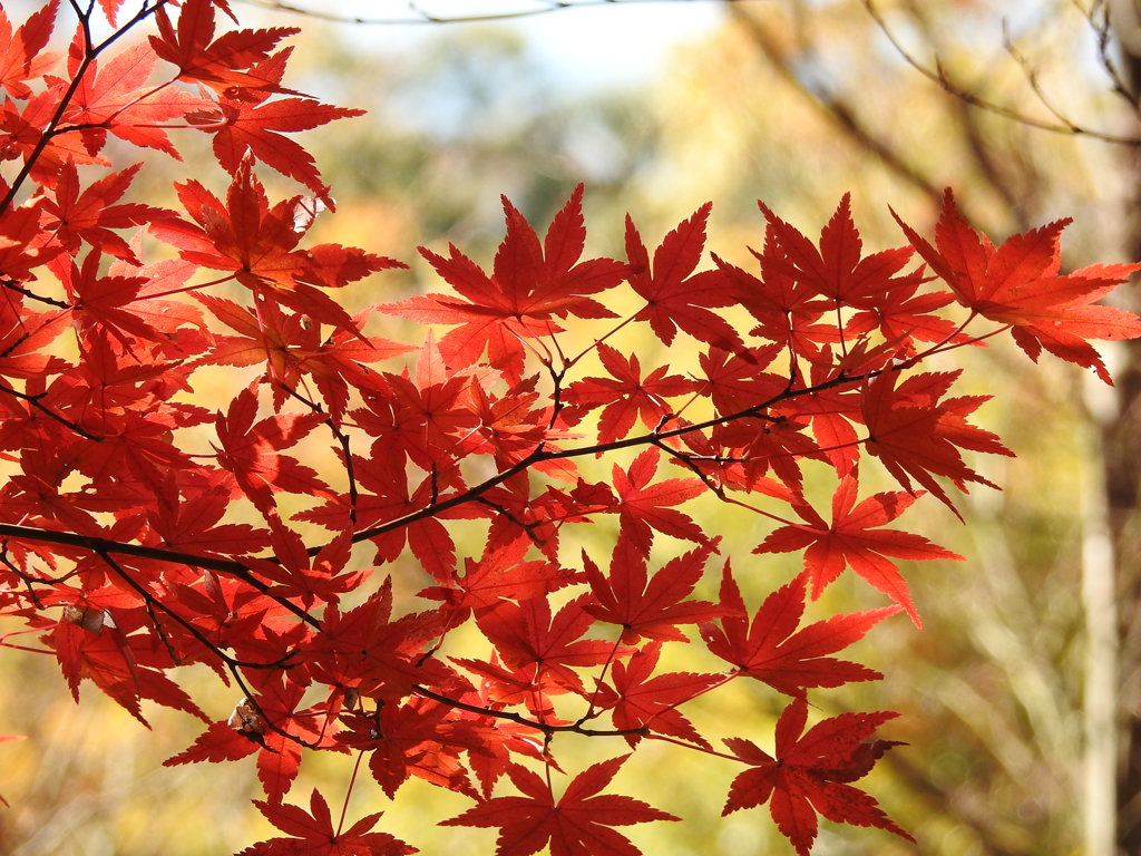 紅葉-1(織姫公園)