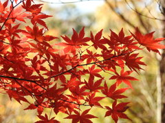 紅葉-1(織姫公園)