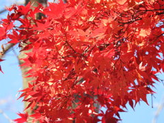 大山参道の紅葉-8