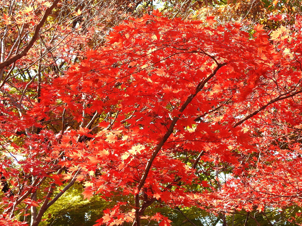 紅葉-2(織姫公園)
