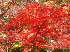 紅葉-2(織姫公園)