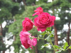 バラｰ11