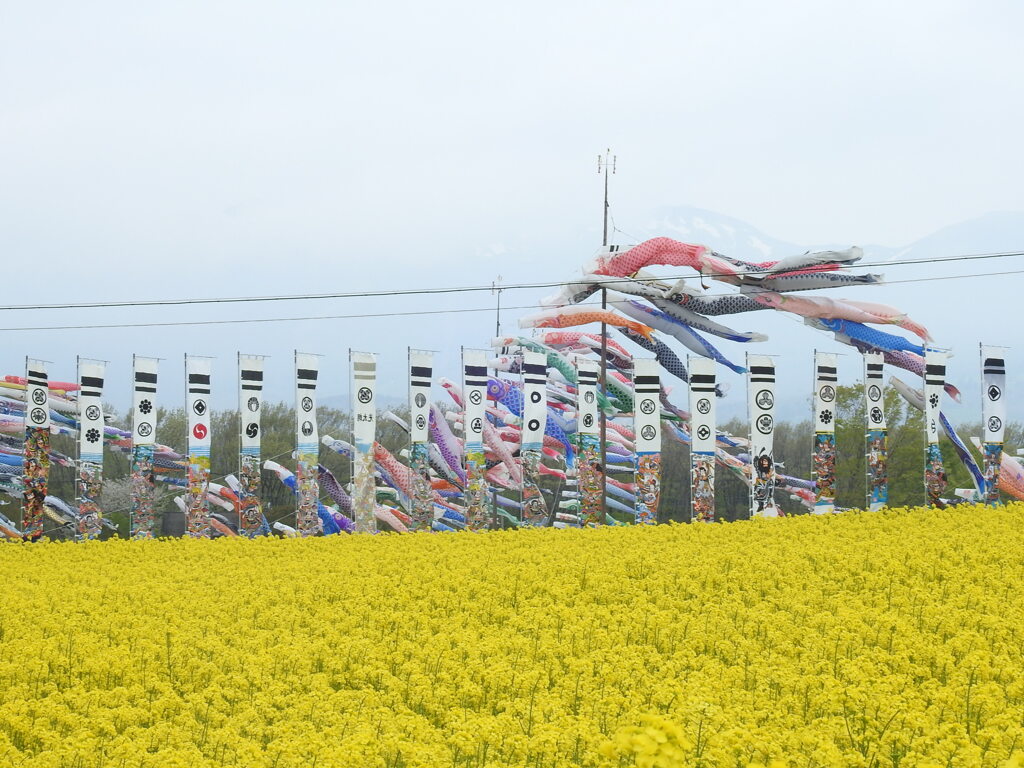 菜の花と鯉のぼり-2