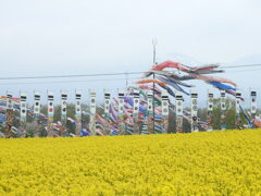 菜の花と鯉のぼり-2