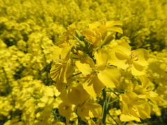 DSCN2653