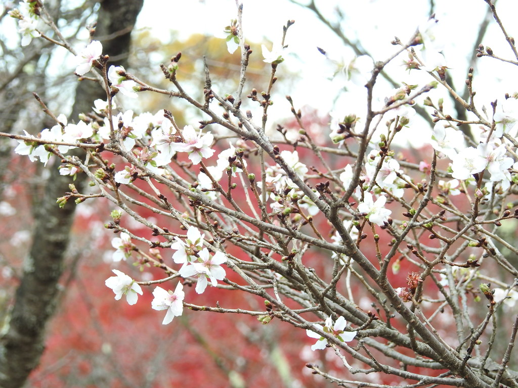 冬桜ｰ16