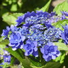 紫陽花ｰ1