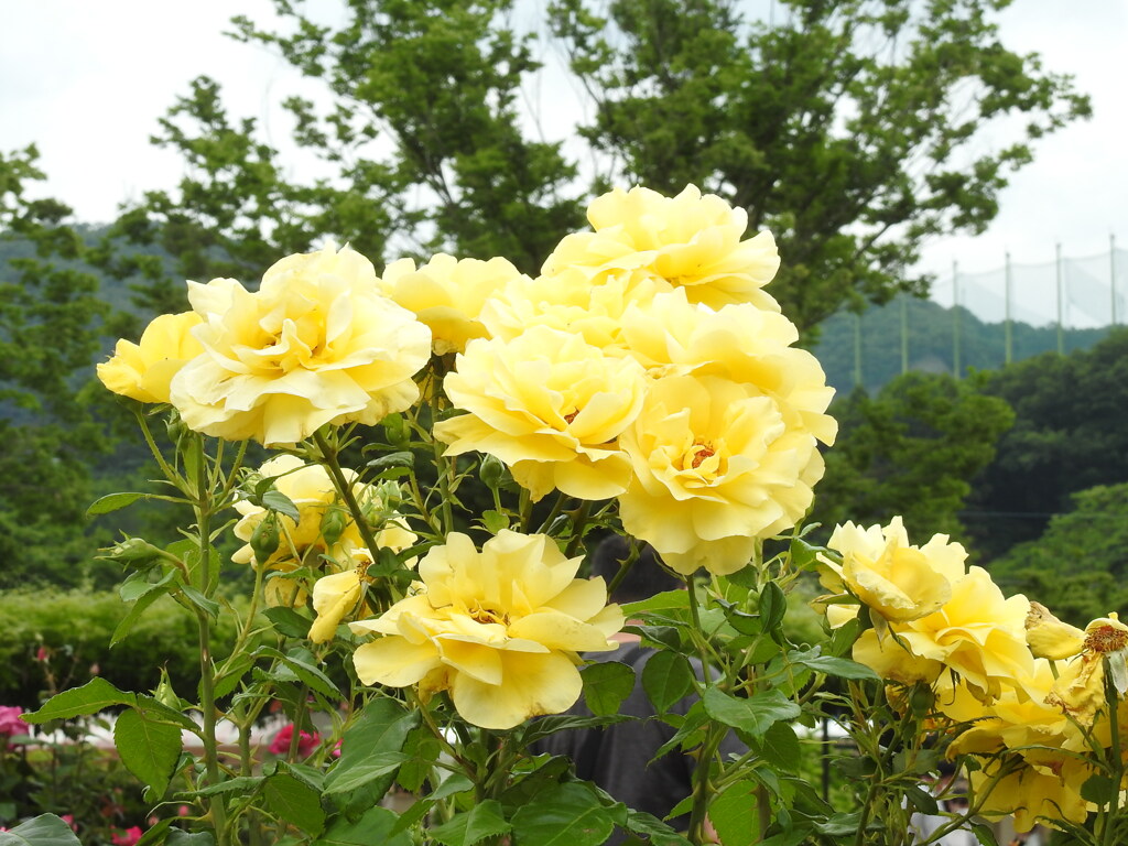 DSCN2796