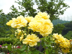 DSCN2796