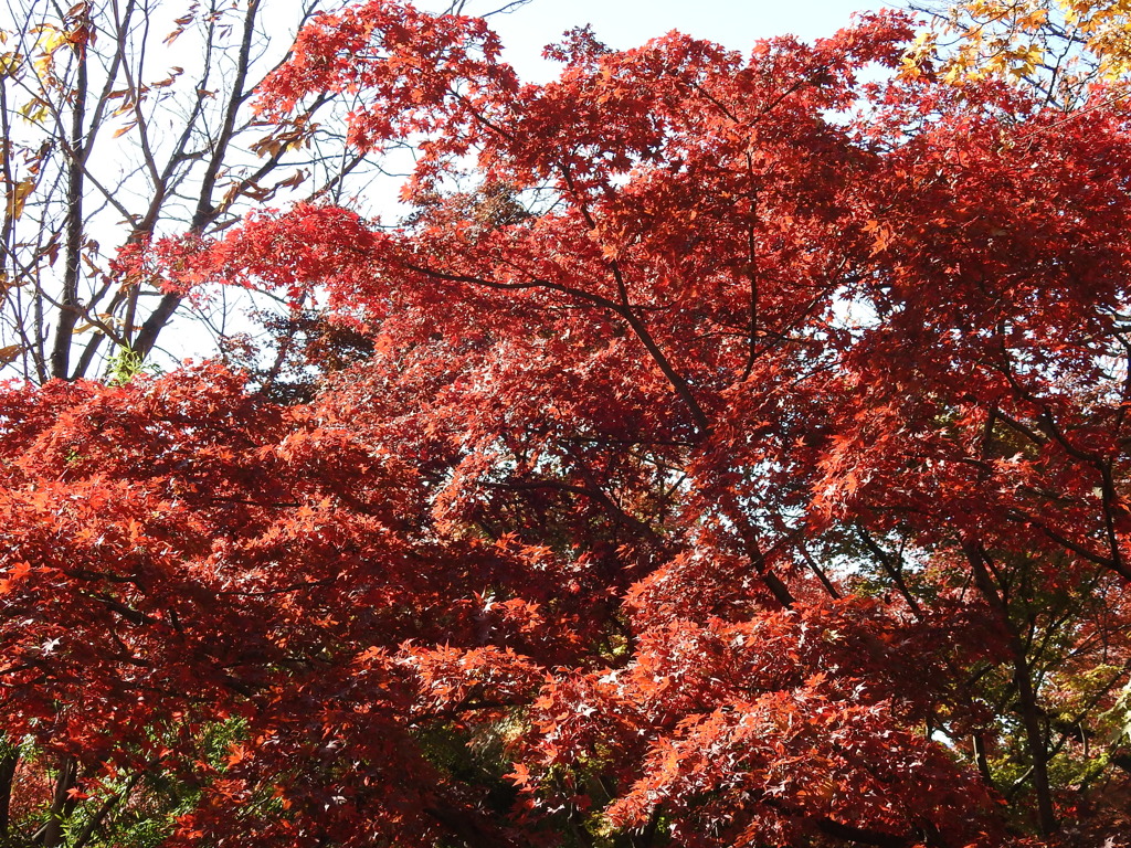 紅葉-5(唐沢山)