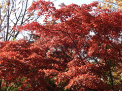 紅葉-5(唐沢山)