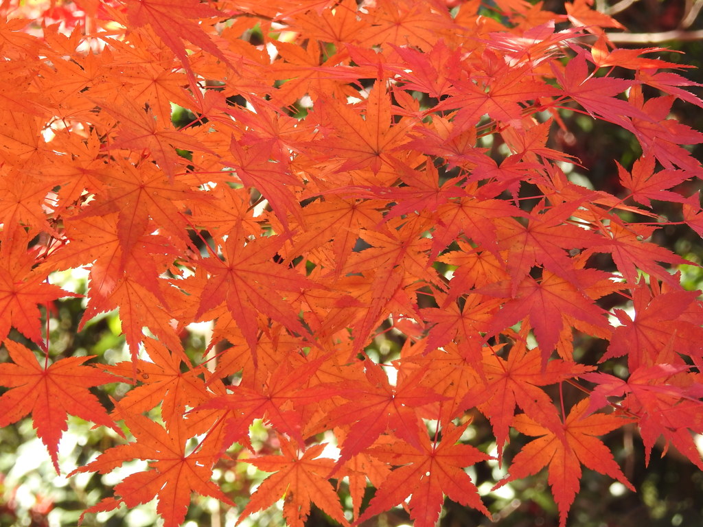 紅葉-3(織姫公園)