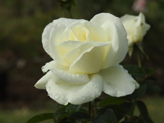 バラｰ15