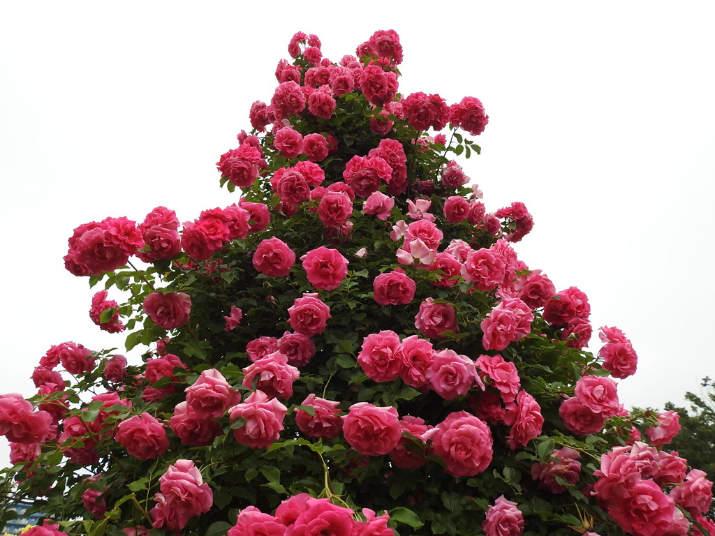 薔薇ｰ21