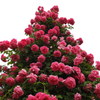 薔薇ｰ21