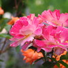 DSCN2829