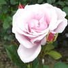 DSCN3317
