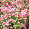 DSCN3309