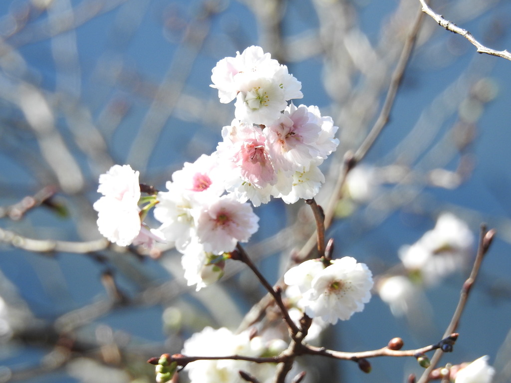 冬桜ｰ10