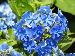紫陽花ｰ18