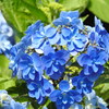 紫陽花ｰ18