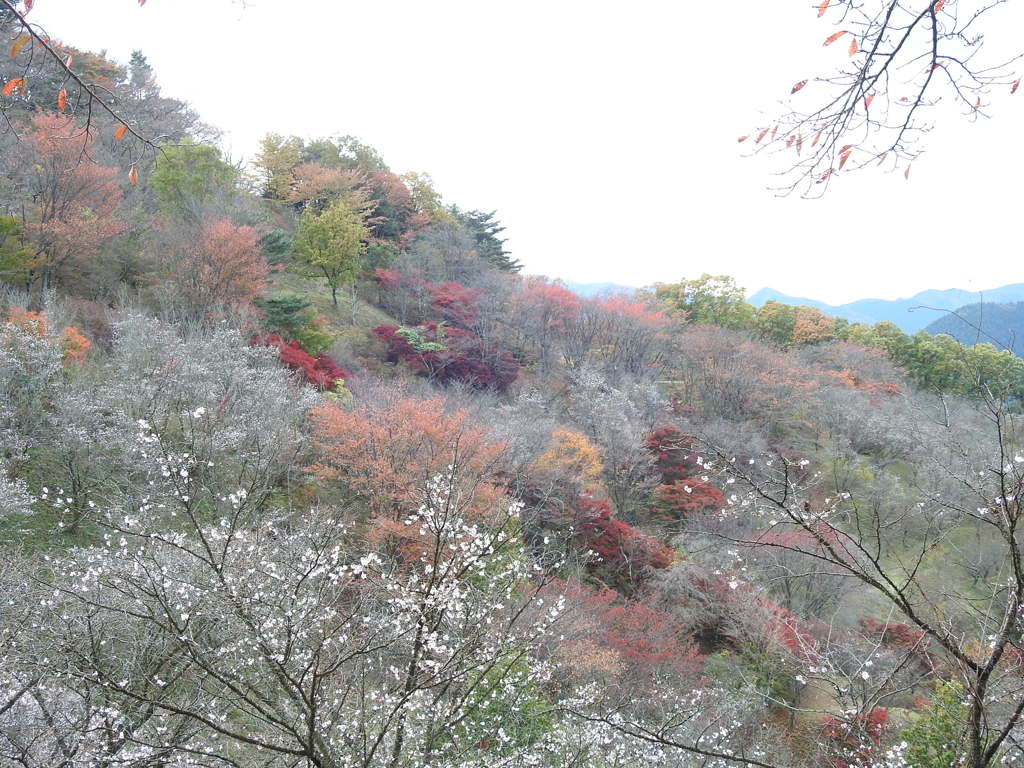 冬桜ｰ13