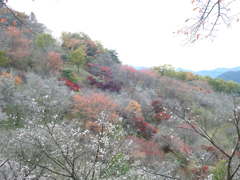 冬桜ｰ13