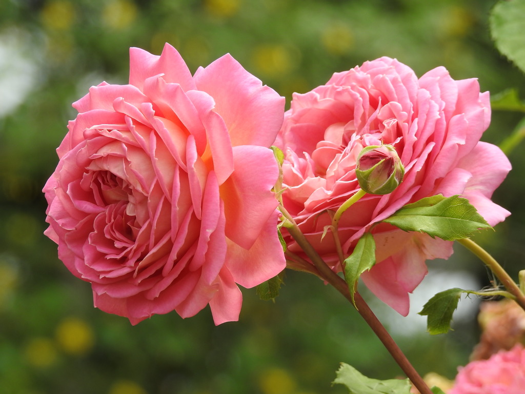 薔薇ｰ3