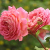 薔薇ｰ3