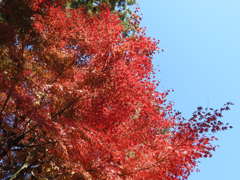紅葉-8(唐沢山)