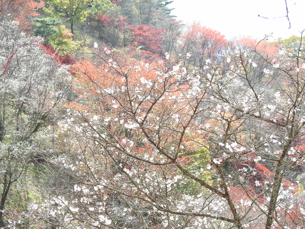 冬桜ｰ12