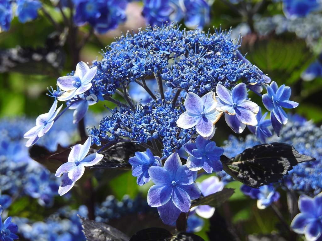 紫陽花ｰ5