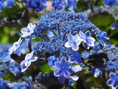 紫陽花ｰ5