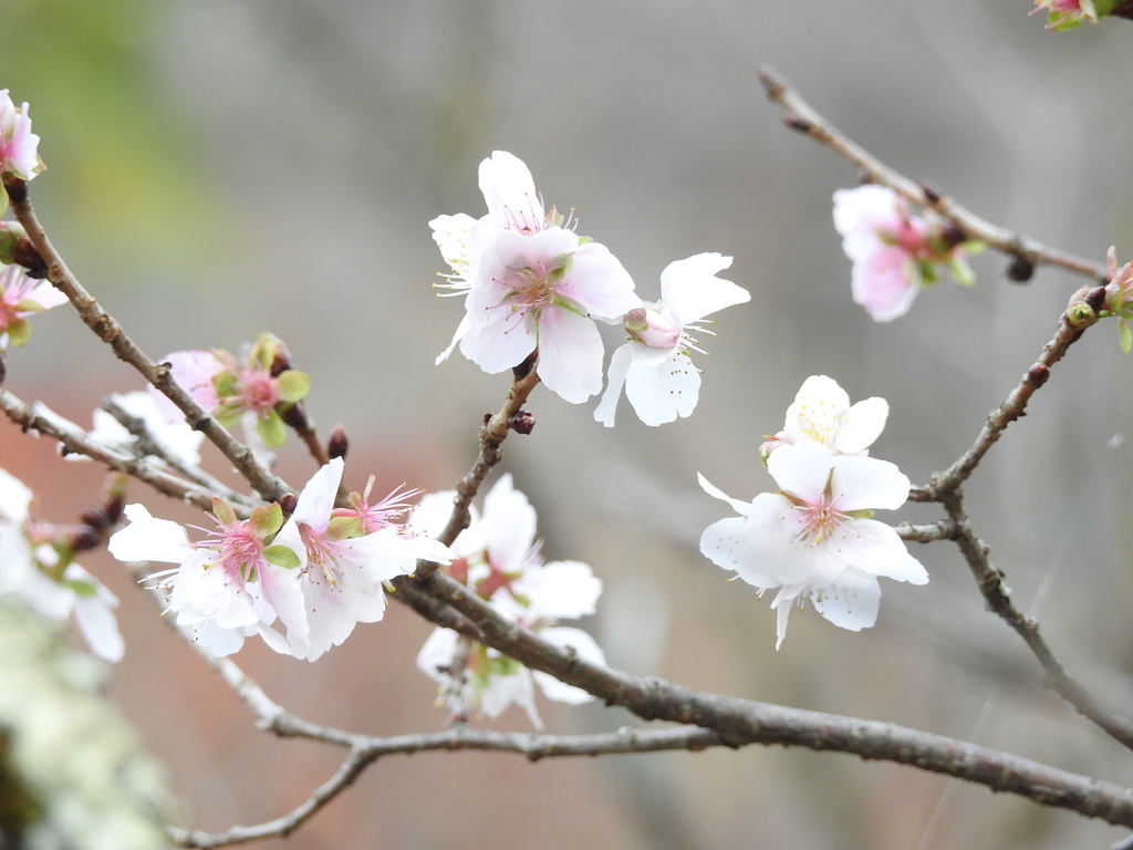 冬桜ｰ15