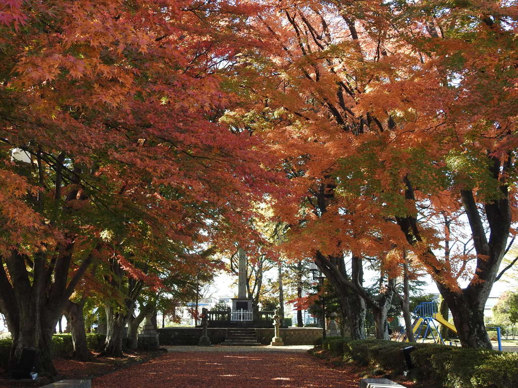 大山参道の紅葉-6