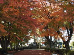 大山参道の紅葉-6
