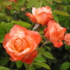 DSCN2821