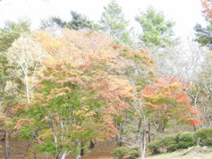 桜山公園の紅葉-1