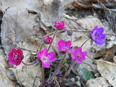 雪割草ｰ16