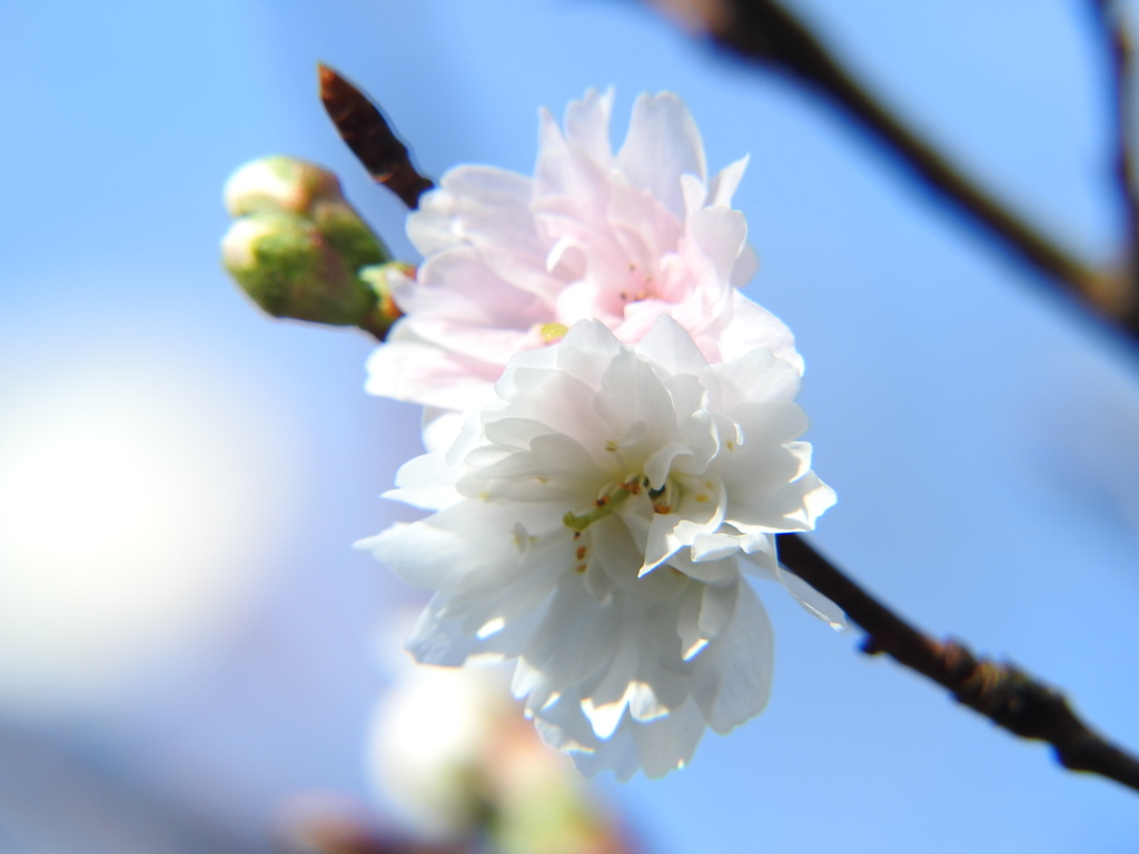 冬桜ｰ9