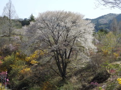 桜ｰ2